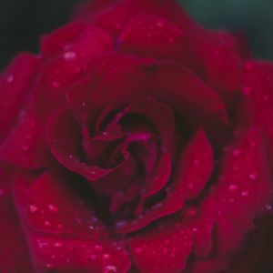 Meet your Posher, Denise